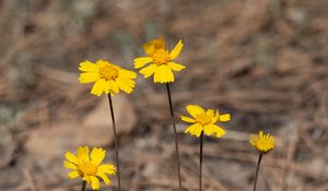 Preview wallpaper coreopsis, flower, petals, yellow