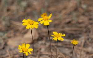 Preview wallpaper coreopsis, flower, petals, yellow