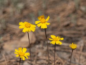 Preview wallpaper coreopsis, flower, petals, yellow