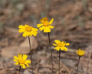 Preview wallpaper coreopsis, flower, petals, yellow