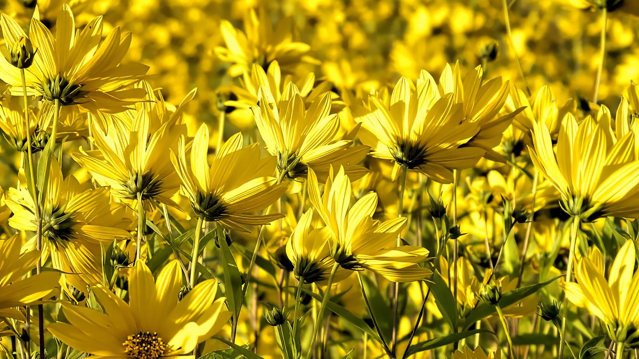 Wallpaper coreopsis, flowers, petals, yellow, field, summer