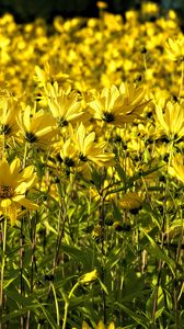 Preview wallpaper coreopsis, flowers, petals, yellow, field, summer