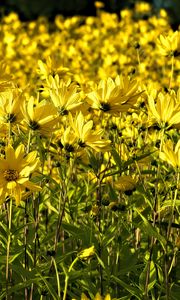 Preview wallpaper coreopsis, flowers, petals, yellow, field, summer