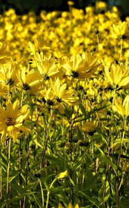 Preview wallpaper coreopsis, flowers, petals, yellow, field, summer