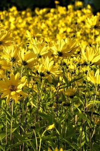 Preview wallpaper coreopsis, flowers, petals, yellow, field, summer