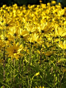 Preview wallpaper coreopsis, flowers, petals, yellow, field, summer