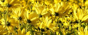 Preview wallpaper coreopsis, flowers, petals, yellow, field, summer