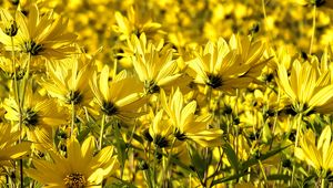 Preview wallpaper coreopsis, flowers, petals, yellow, field, summer