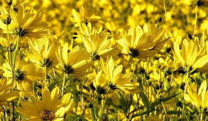 Preview wallpaper coreopsis, flowers, petals, yellow, field, summer