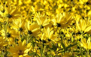 Preview wallpaper coreopsis, flowers, petals, yellow, field, summer