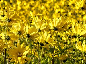 Preview wallpaper coreopsis, flowers, petals, yellow, field, summer