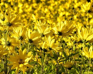 Preview wallpaper coreopsis, flowers, petals, yellow, field, summer