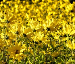 Preview wallpaper coreopsis, flowers, petals, yellow, field, summer