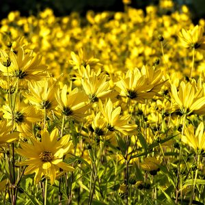 Preview wallpaper coreopsis, flowers, petals, yellow, field, summer