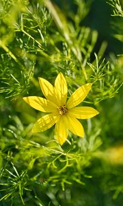 Preview wallpaper coreopsis, flowers, petals, leaves, sunlight