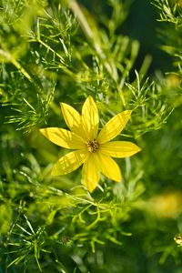 Preview wallpaper coreopsis, flowers, petals, leaves, sunlight