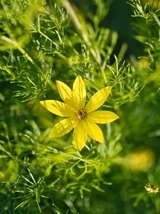 Preview wallpaper coreopsis, flowers, petals, leaves, sunlight