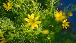 Preview wallpaper coreopsis, flowers, petals, leaves, sunlight