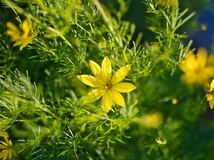 Preview wallpaper coreopsis, flowers, petals, leaves, sunlight