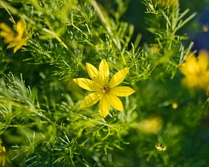 Preview wallpaper coreopsis, flowers, petals, leaves, sunlight