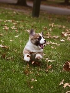 Preview wallpaper corgi, dog, funny