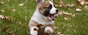 Preview wallpaper corgi, dog, funny