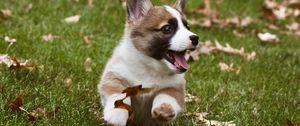 Preview wallpaper corgi, dog, funny