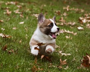 Preview wallpaper corgi, dog, funny