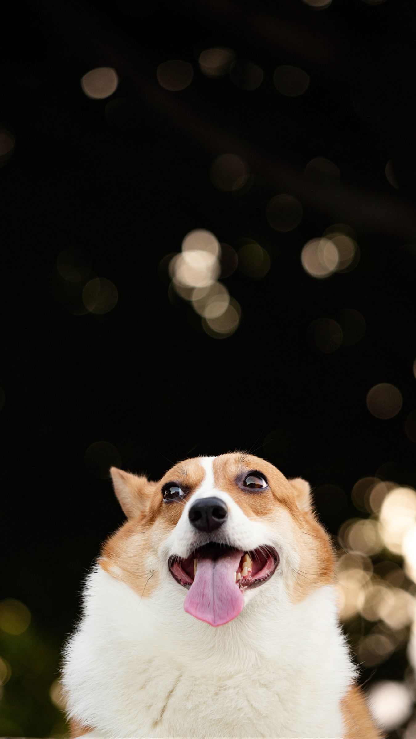 Pin de Amber en Wallpapers2  Fotografías divertidas de animales Perro  corgi Amor de perro