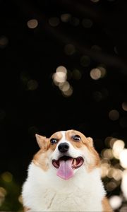 Preview wallpaper corgi, dog, funny, protruding tongue, pet