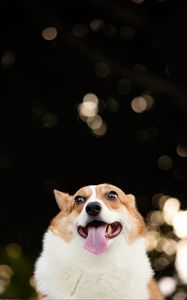 Preview wallpaper corgi, dog, funny, protruding tongue, pet