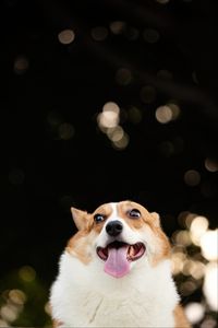 Preview wallpaper corgi, dog, funny, protruding tongue, pet