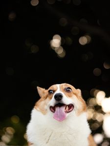 Preview wallpaper corgi, dog, funny, protruding tongue, pet