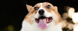 Preview wallpaper corgi, dog, funny, protruding tongue, pet