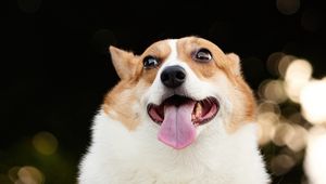Preview wallpaper corgi, dog, funny, protruding tongue, pet