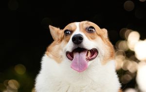 Preview wallpaper corgi, dog, funny, protruding tongue, pet