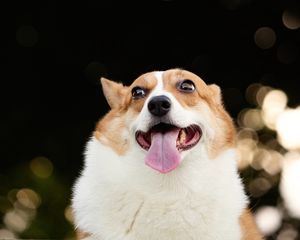 Preview wallpaper corgi, dog, funny, protruding tongue, pet