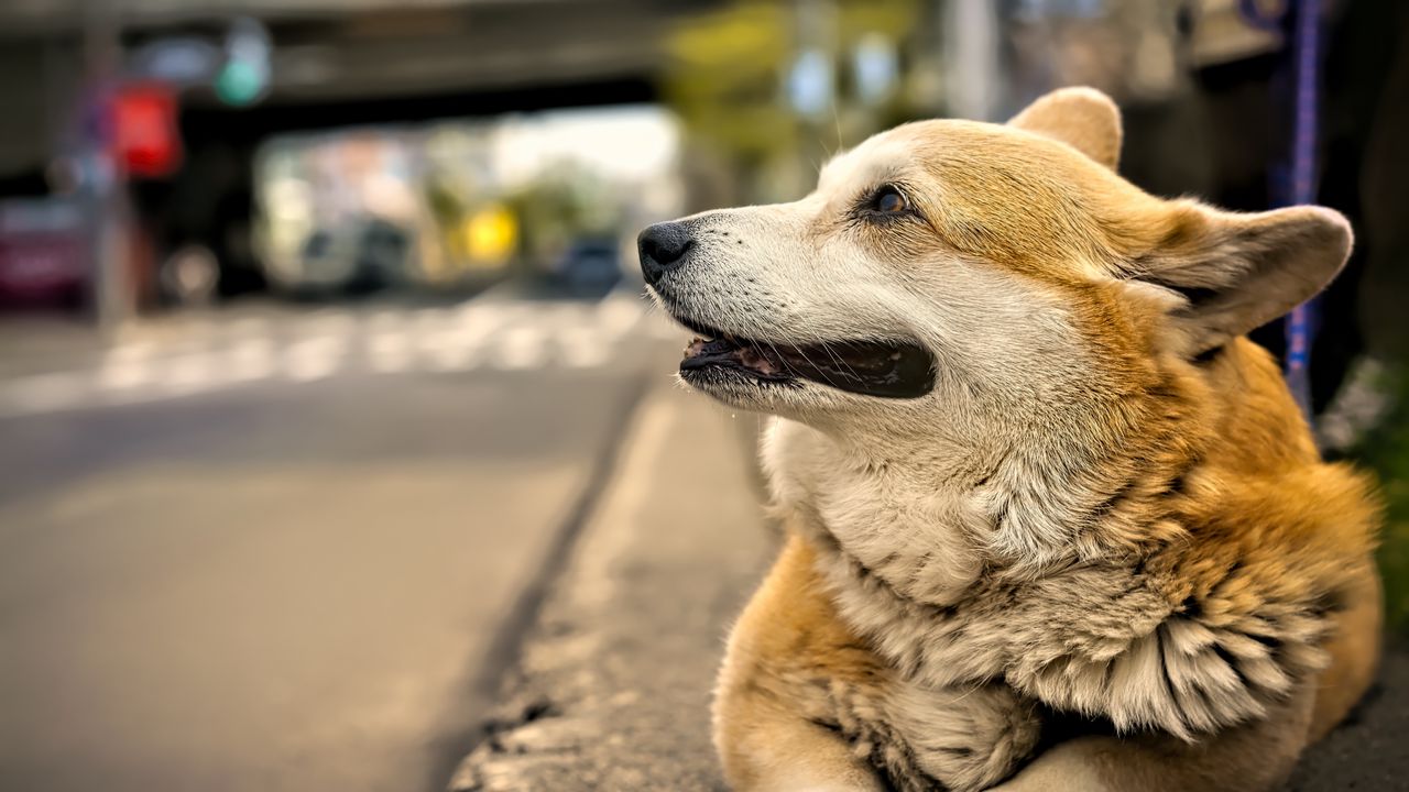 Wallpaper corgi, dog, pet, blur