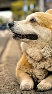 Preview wallpaper corgi, dog, pet, blur