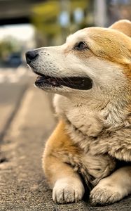 Preview wallpaper corgi, dog, pet, blur