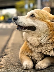 Preview wallpaper corgi, dog, pet, blur