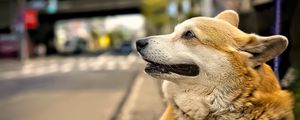 Preview wallpaper corgi, dog, pet, blur