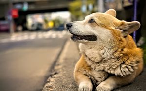 Preview wallpaper corgi, dog, pet, blur