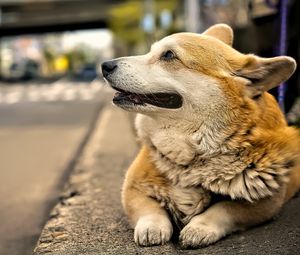 Preview wallpaper corgi, dog, pet, blur