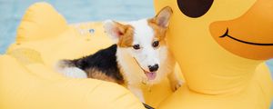 Preview wallpaper corgi, dog, pet, rubber ring, pool, cute