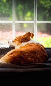 Preview wallpaper corgi, dog, pet, window, posture