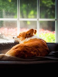 Preview wallpaper corgi, dog, pet, window, posture