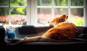 Preview wallpaper corgi, dog, pet, window, posture
