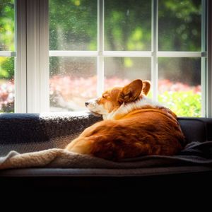 Preview wallpaper corgi, dog, pet, window, posture