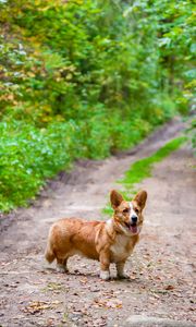Preview wallpaper corgi, dog, protruding tongue, pet